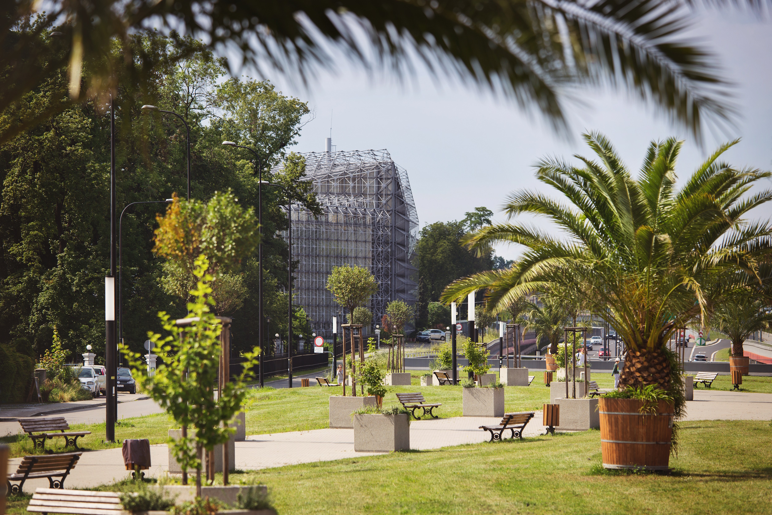 palmy przed Palmiarnią 