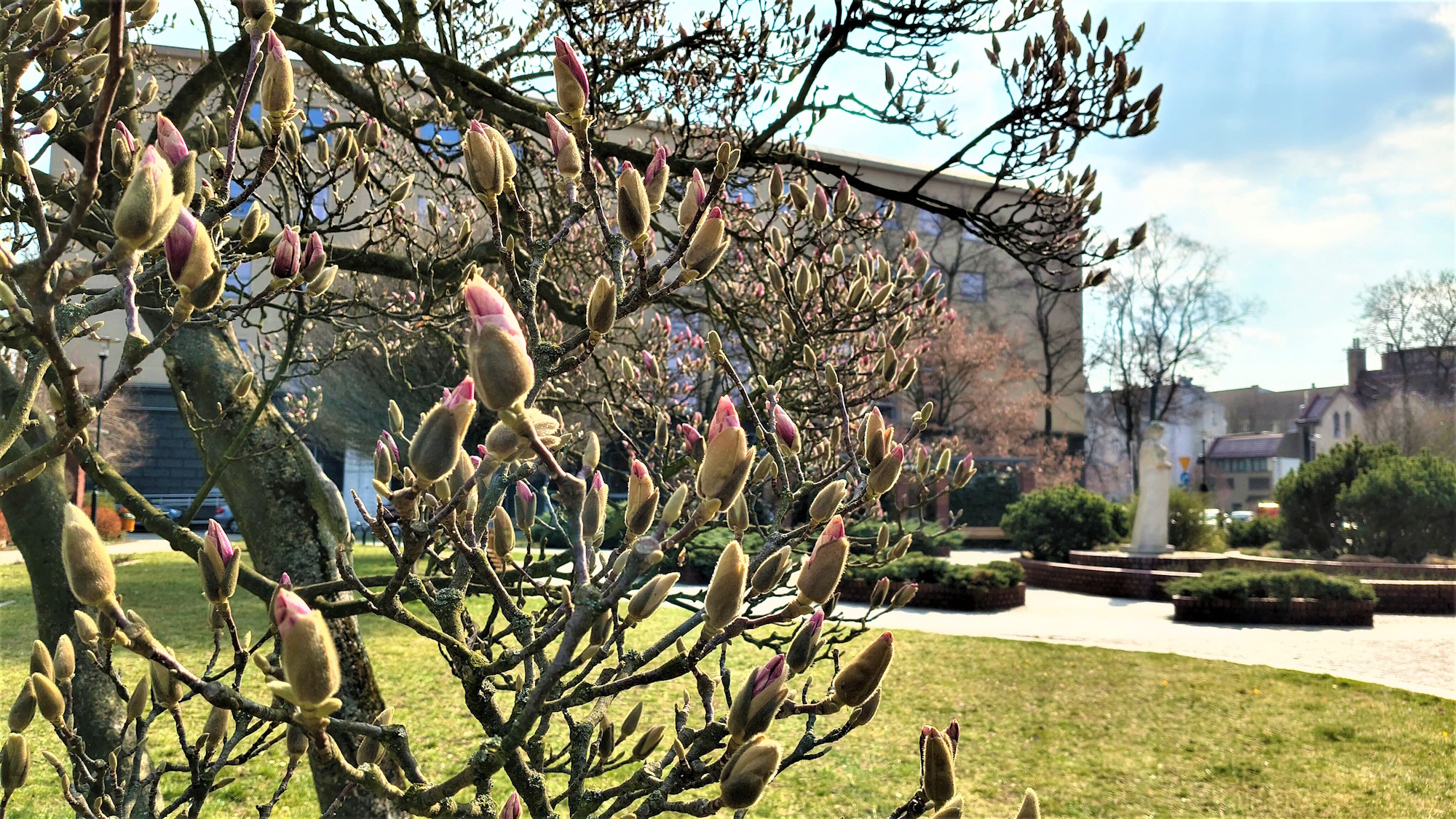 magnolie