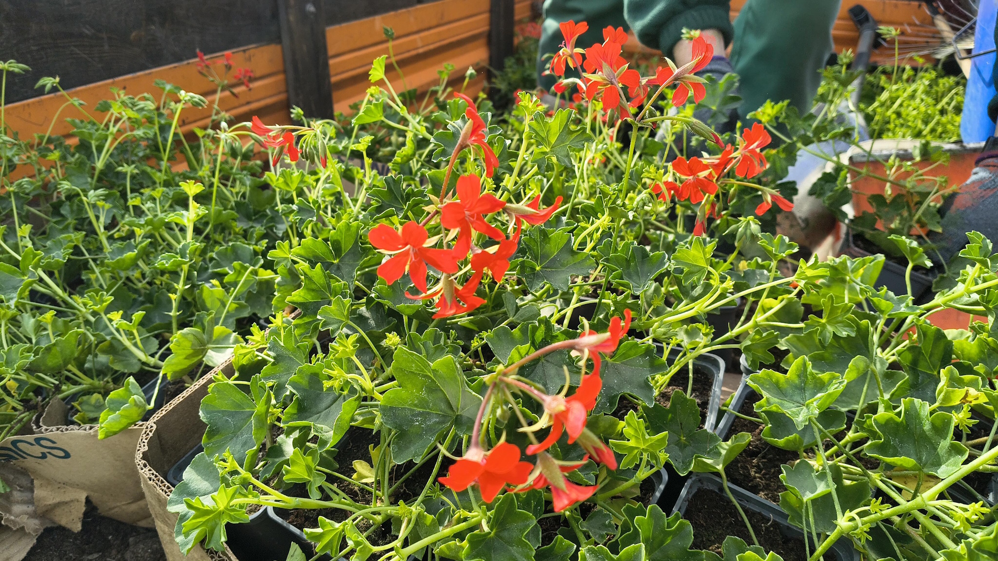 pelargonie