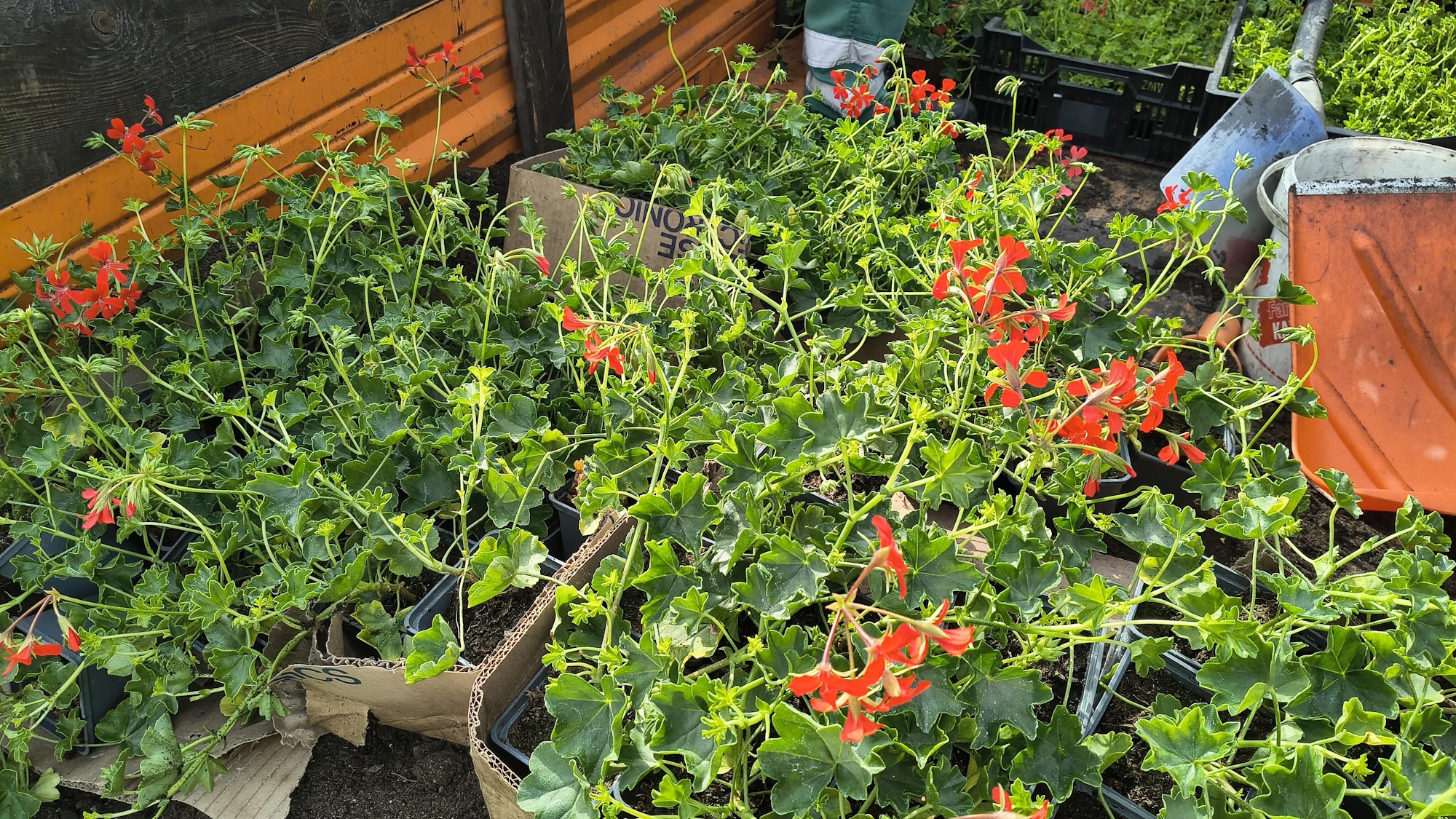 pelargonie