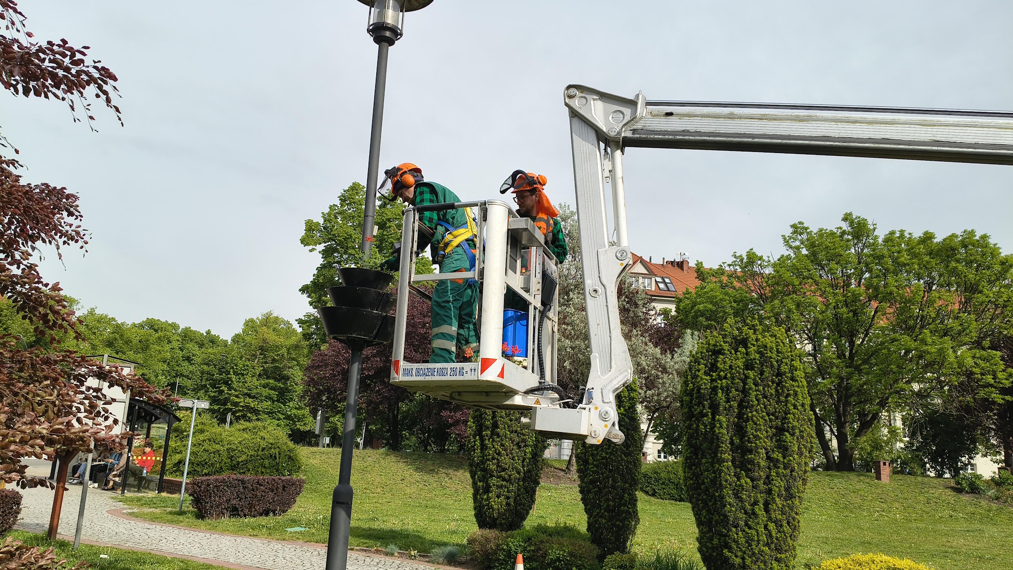 pracownicy na wyciągniku sadzą pelargonie
