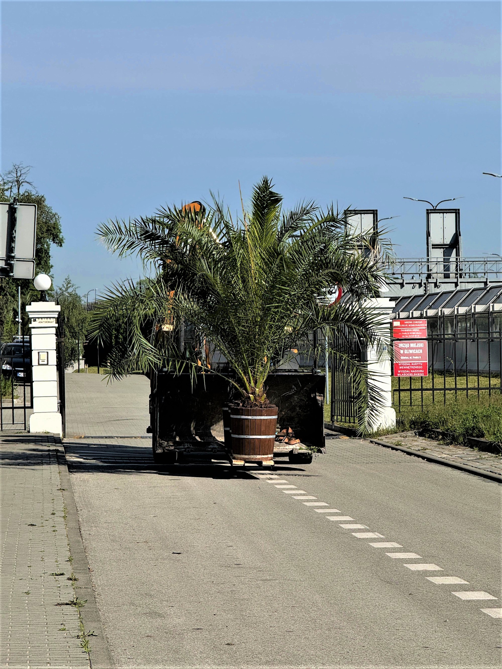 palma na koparce