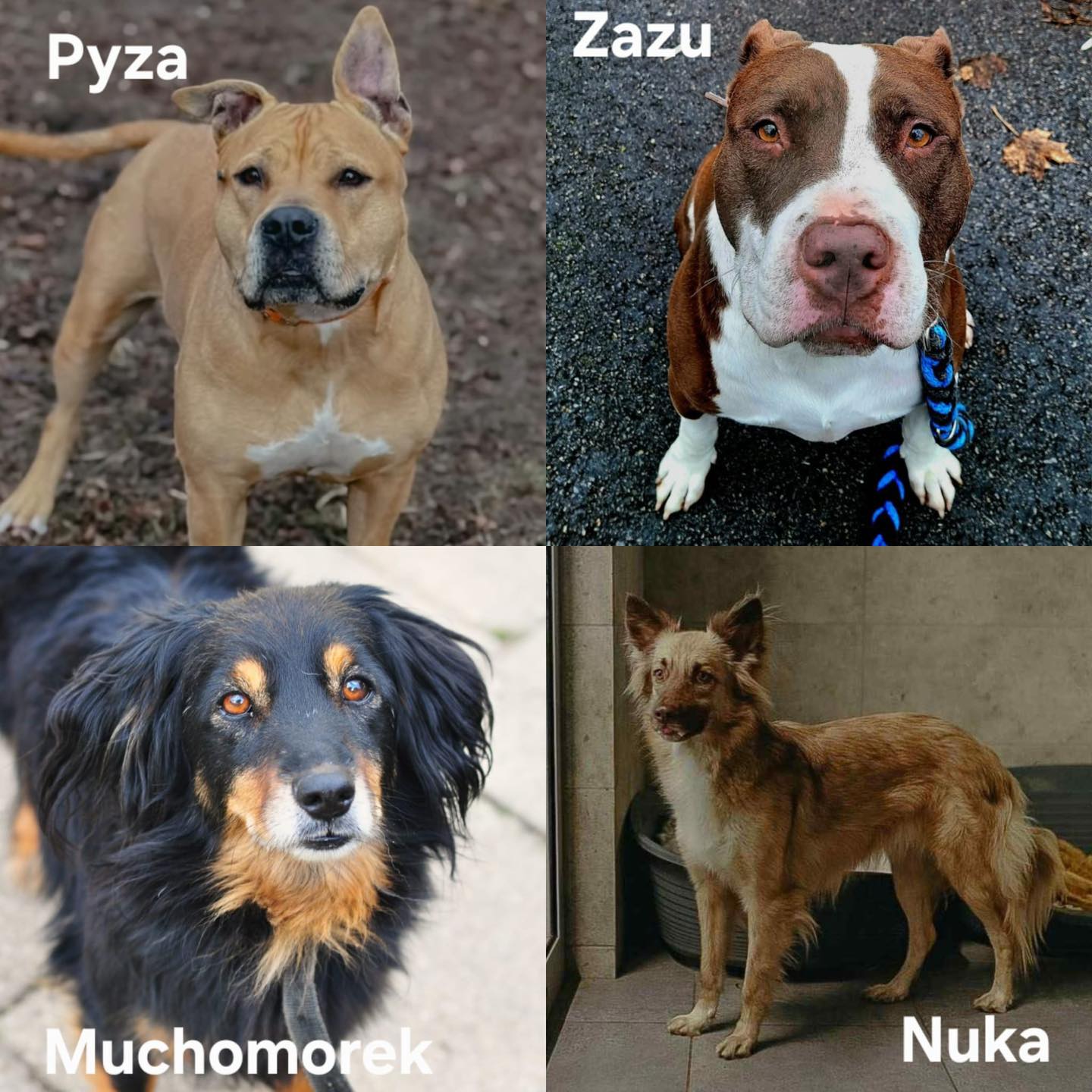 zdjęcia psów