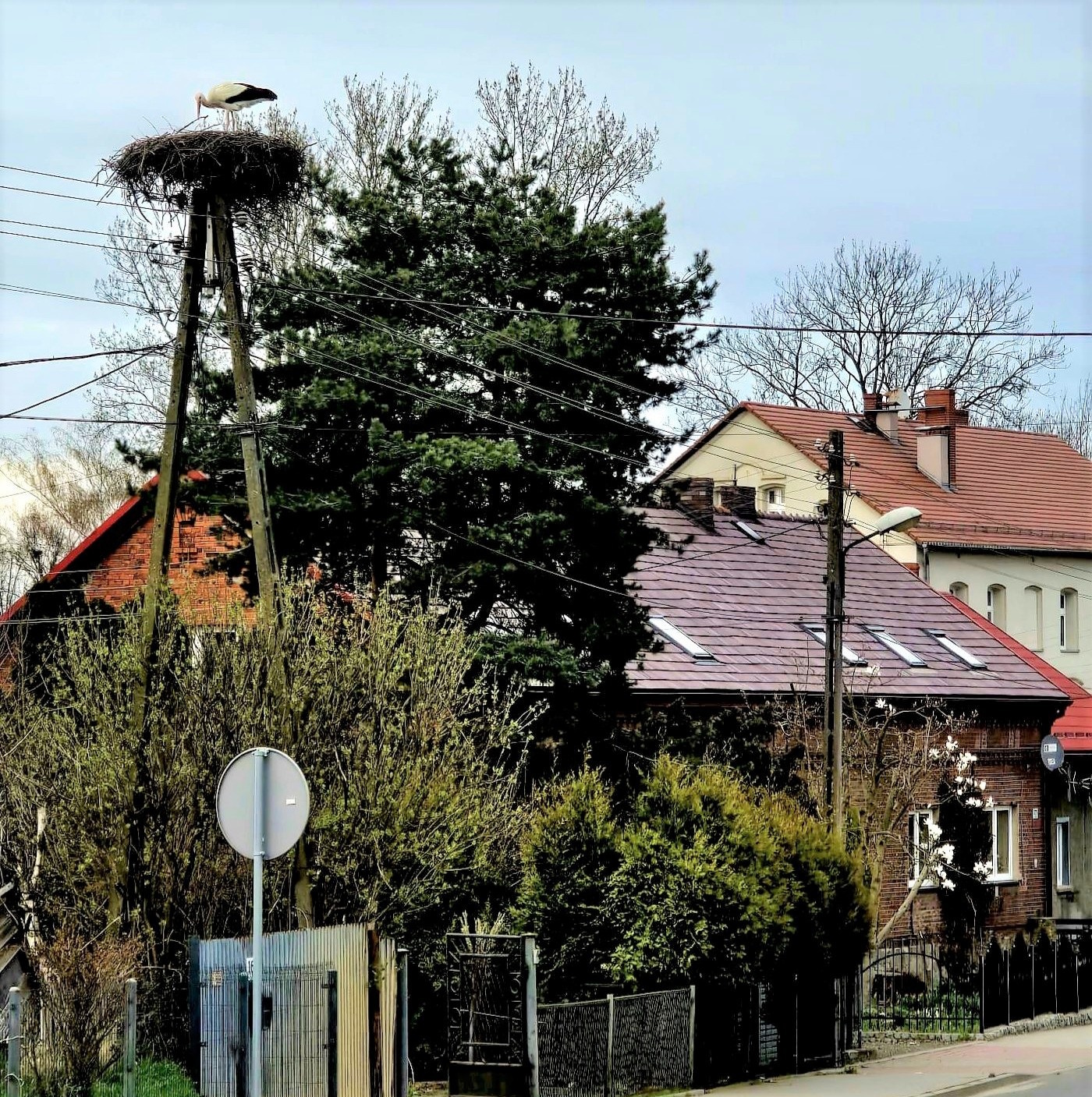 bocian w gnieździe