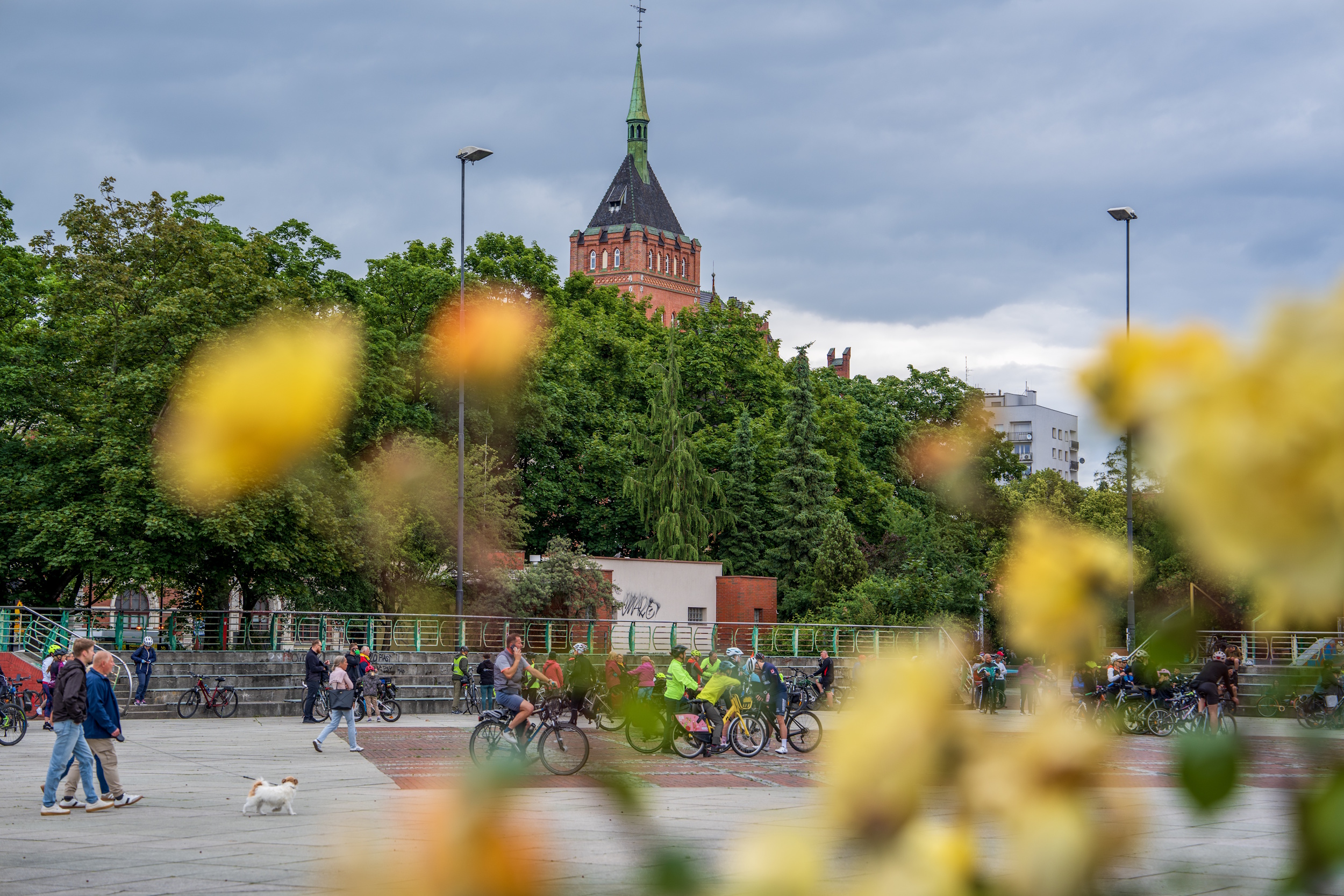 Rowerzyści na Placu Krakowskim, widziani przez gałązkę z kwiatami