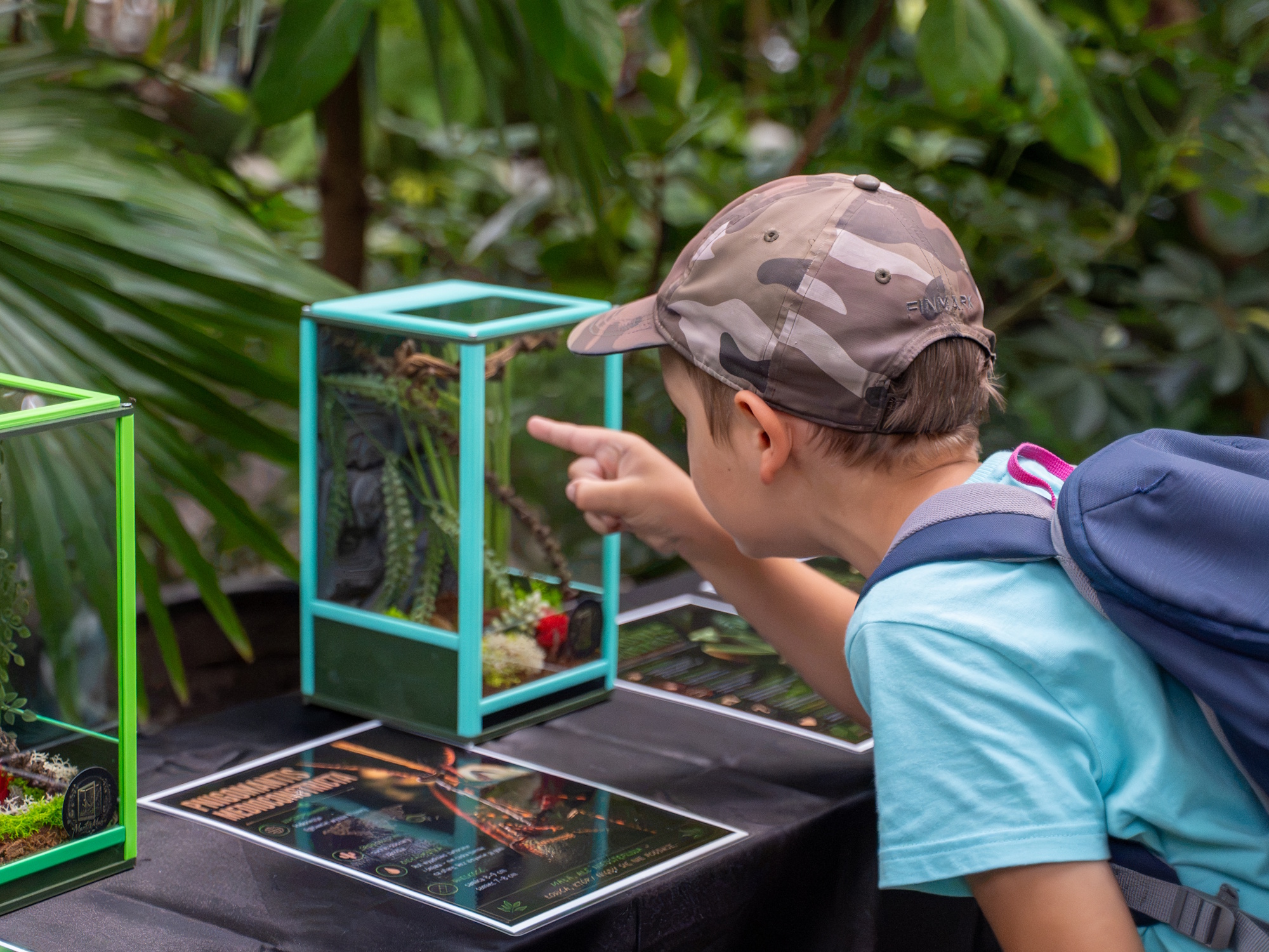 chłopiec ogląda modliszkę w terrarium
