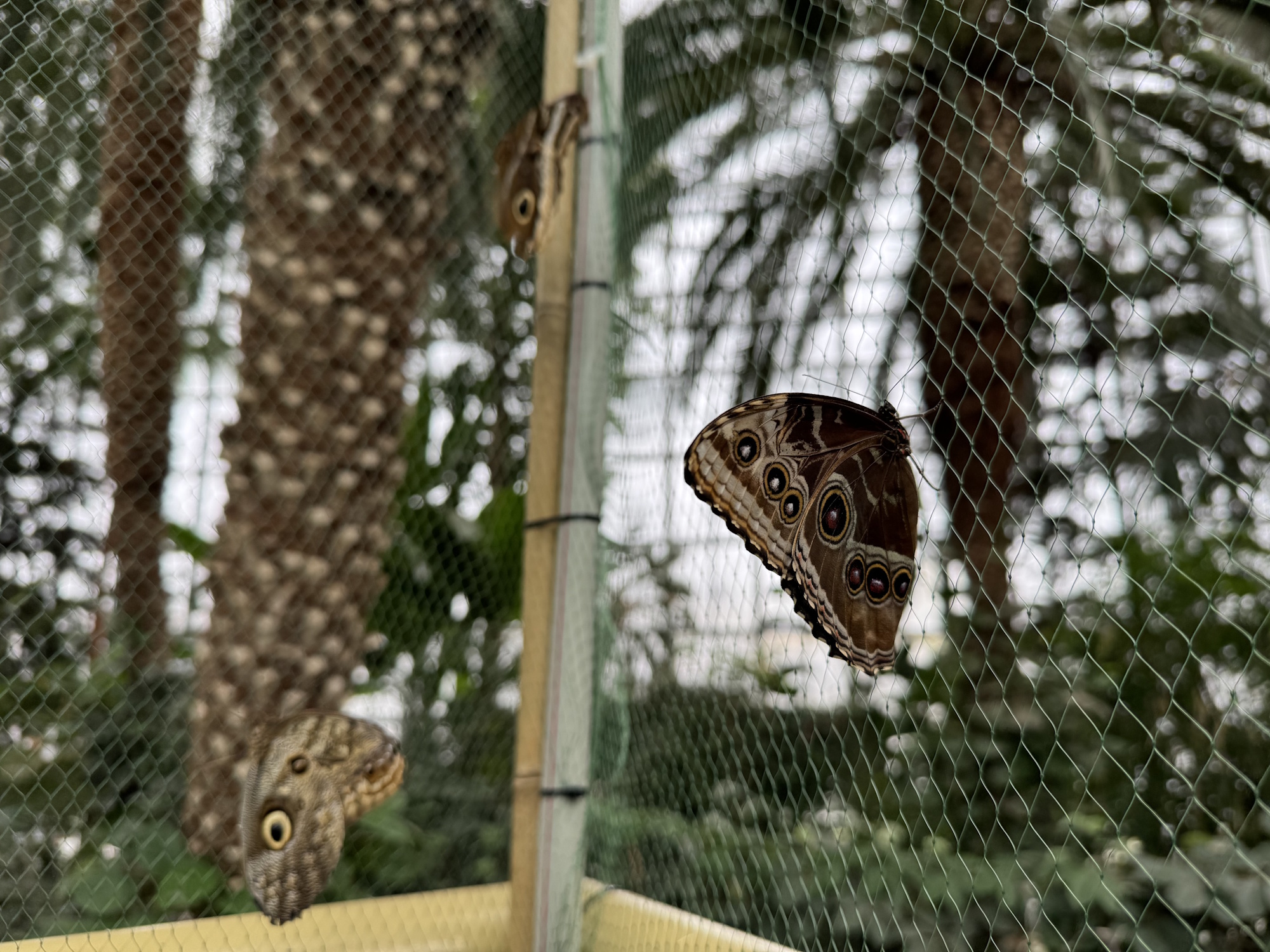 motyl  w Palmiarni