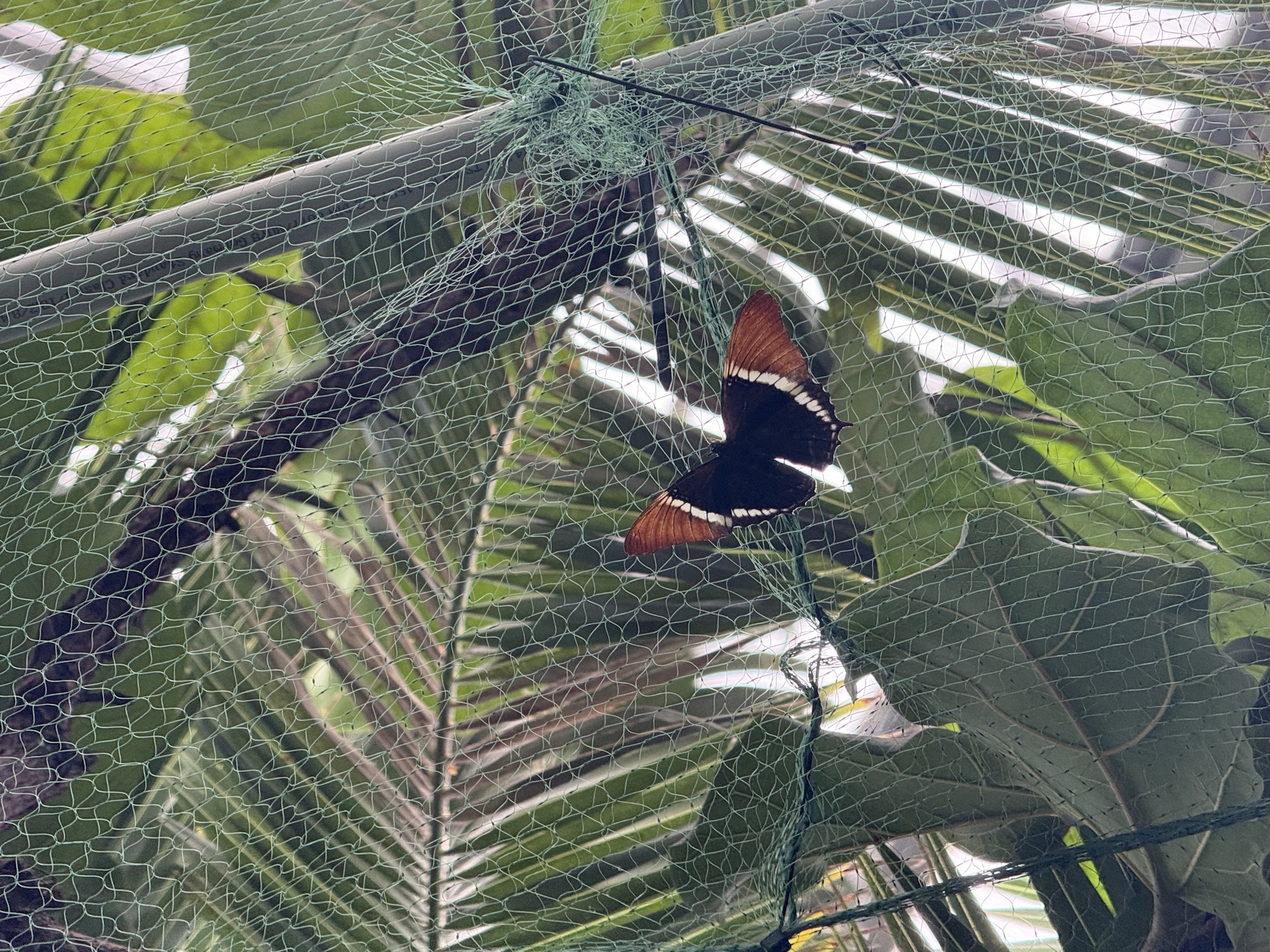 motyl w Palmiarni