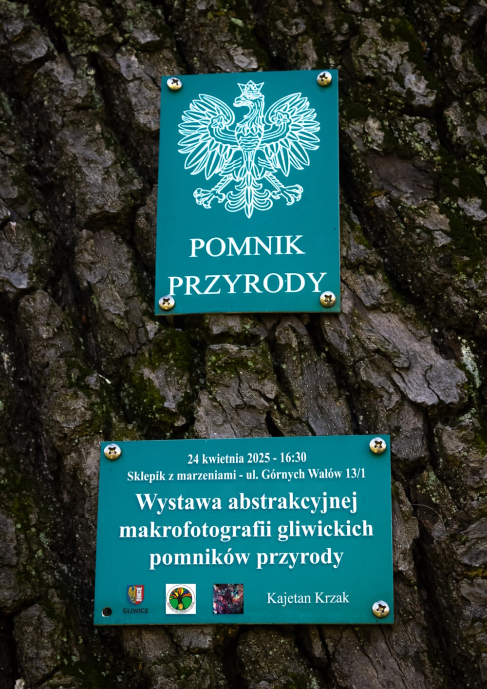 Fragment pnia drzewa z przypiętą zieloną tabliczką o treści: pomnik przyrody i z orłem z godła Polski. Poniżej prostokąt z informacją o wystawie: 24 kwietnia 2025 - 16:30 Sklepik z marzeniami, ul. Górnych Wałów 13/1. Wystawa abstrakcyjnej makrofotografii gliwickich pomników. Kajetan Krzak.