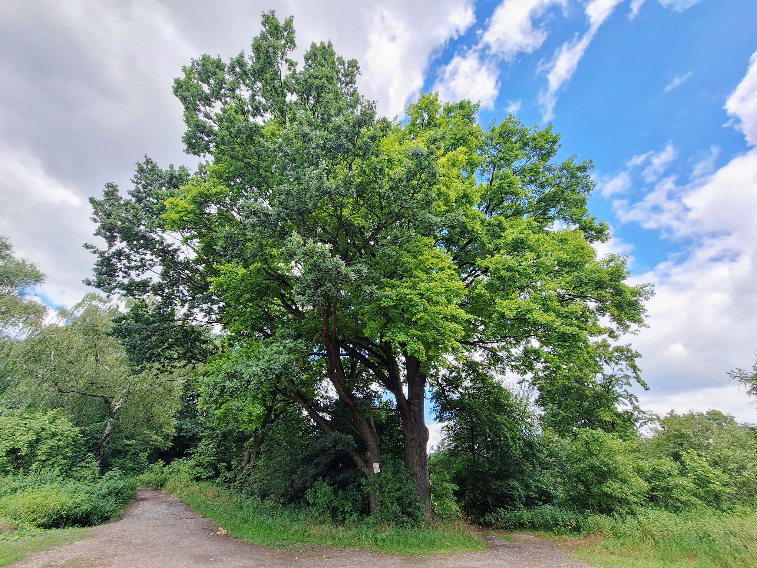 Dęby