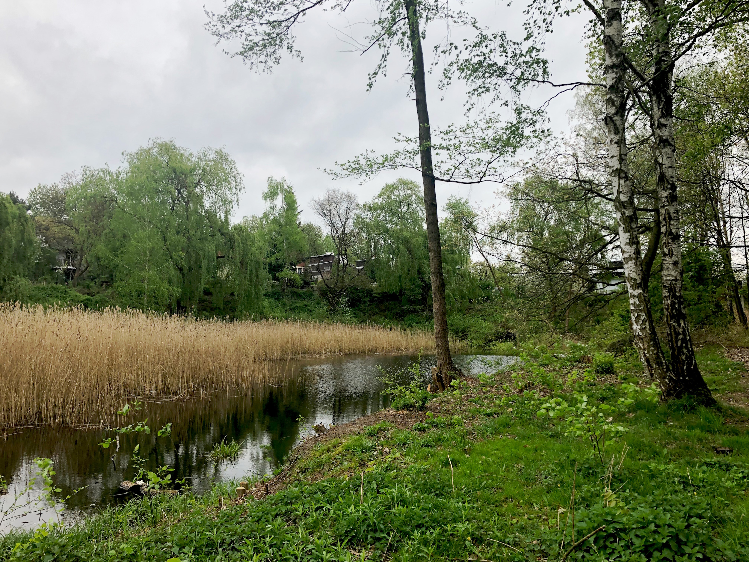 Staw Szuwarek