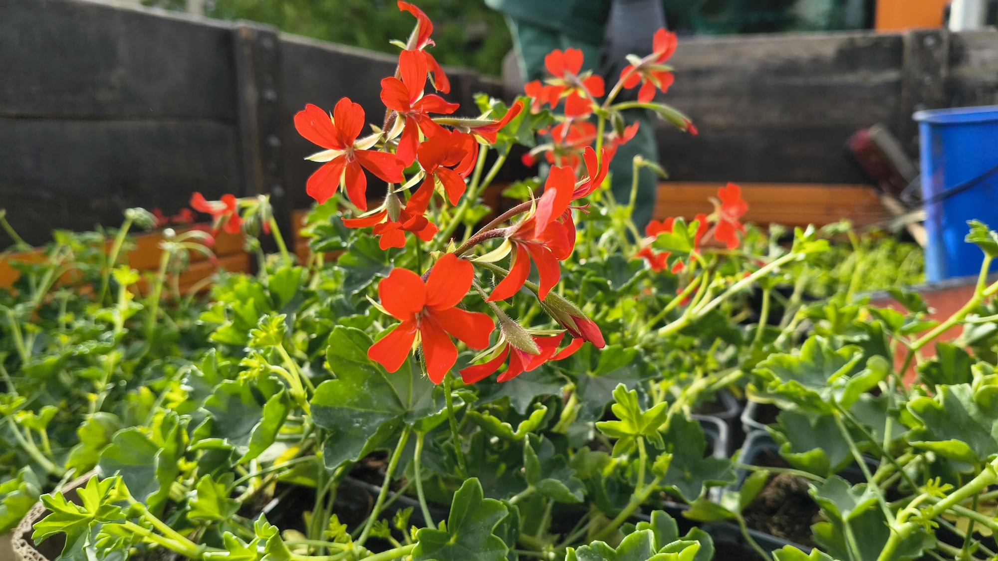 pelargonie