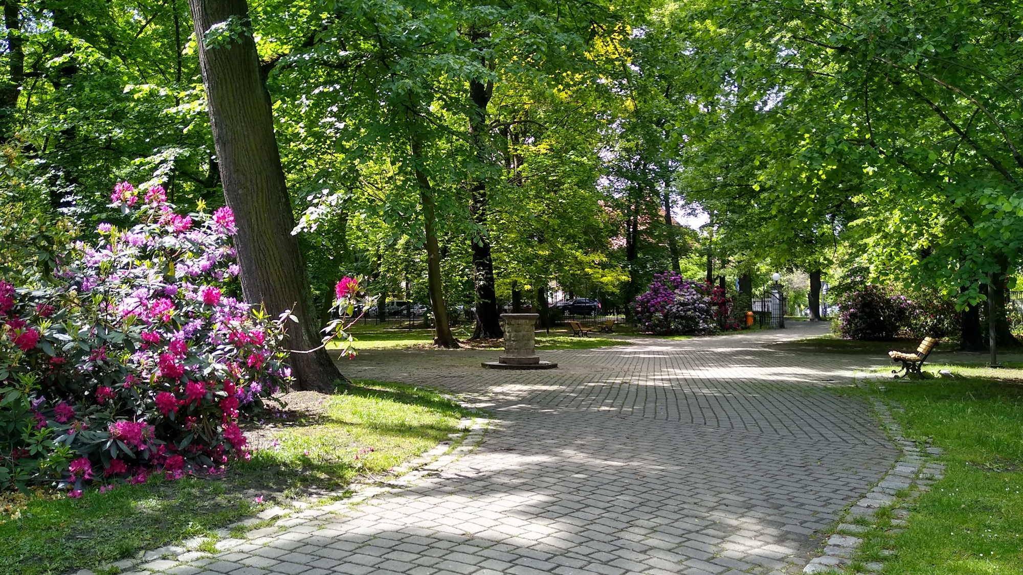 park Chopina w zieleni
